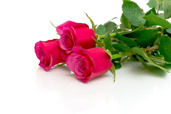 Tre rose rosse su sfondo bianco — Foto Stock