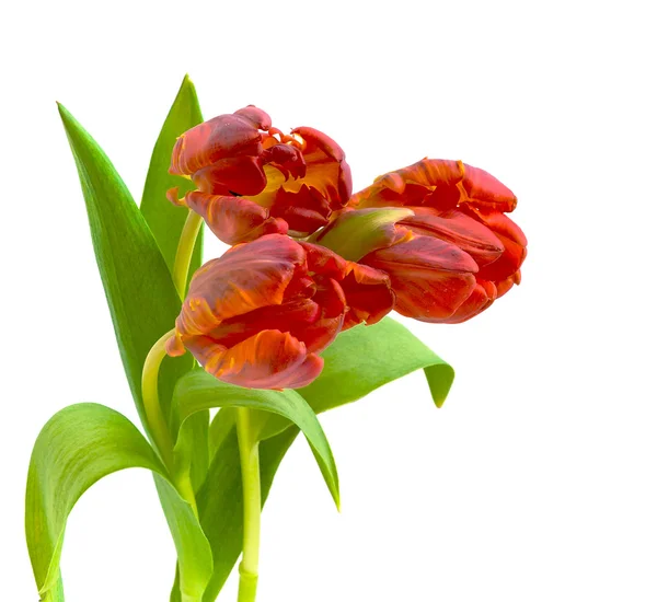 Red tulips on a white background — Stock Photo, Image