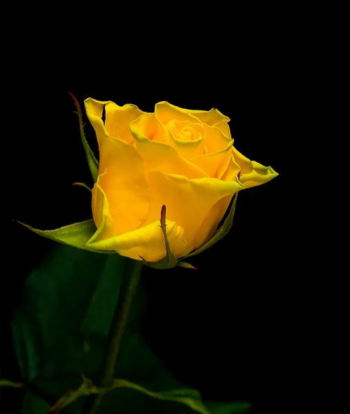 Rosa gialla su fondo nero — Foto Stock
