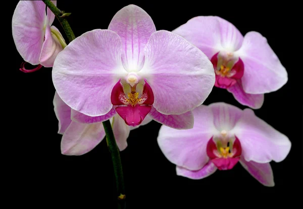 Orchidee auf schwarzem Hintergrund in Nahaufnahme — Stockfoto