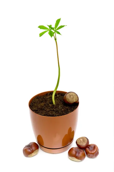 Een jonge sprout kastanje in een bloempot op een witte achtergrond — Stockfoto