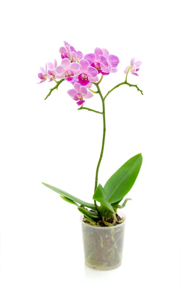 Blühende Orchidee auf weißem Hintergrund — Stockfoto