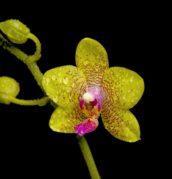 Sarı orkide su siyah bir zemin üzerine düşer. — Stok fotoğraf