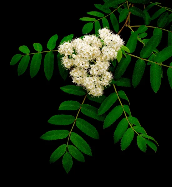 黒の背景に山の灰 (ナナカマド) の枝に開花 — ストック写真