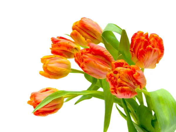 Belo buquê de tulipas em um fundo branco — Fotografia de Stock