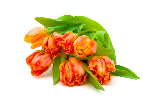 Strauß Tulpen auf weißem Hintergrund — Stockfoto