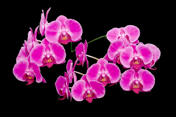 Phalaenopsis orchideje kvetou na černém pozadí — Stock fotografie
