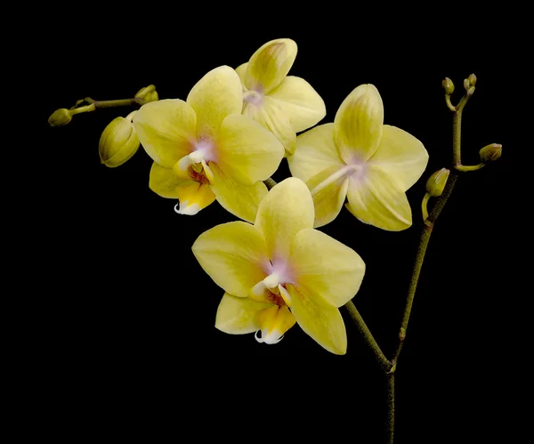 Blommande gul orkidé på svart bakgrund — Stockfoto