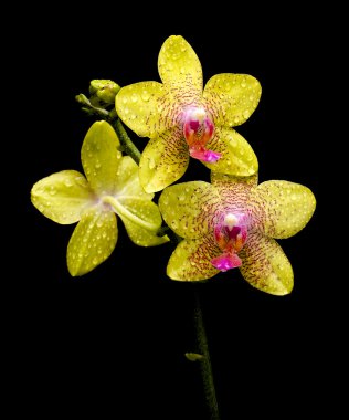 Orchid blooming in the drops of dew on a black background clipart