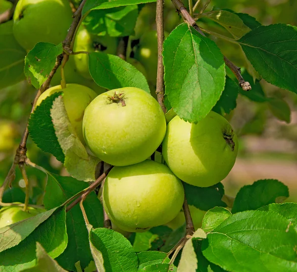 stock image Green apples on a branch