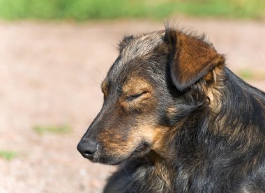 Bir köpeğin portresi.