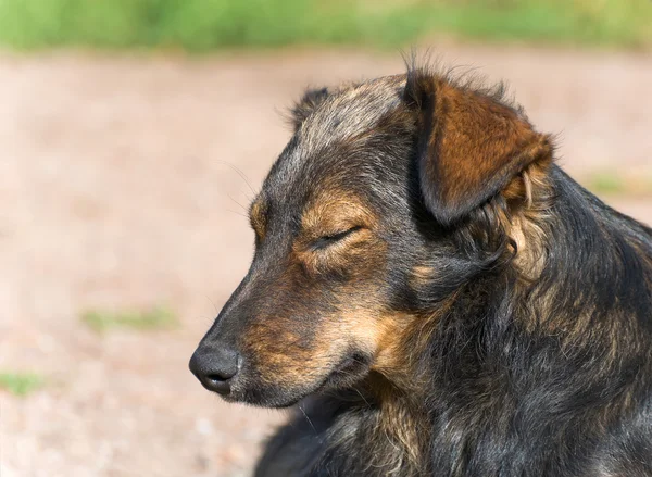 Portrait of a dog — Stock Photo, Image