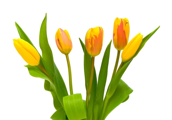 Bellissimo bouquet di tulipani su sfondo bianco — Foto Stock