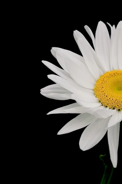 一半的黑色背景上的雏菊 — 图库照片