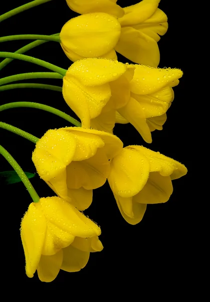 Žluté tulipány v kapkách Rosy zblízka — Stock fotografie