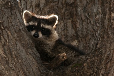 Raccoon In Tree clipart