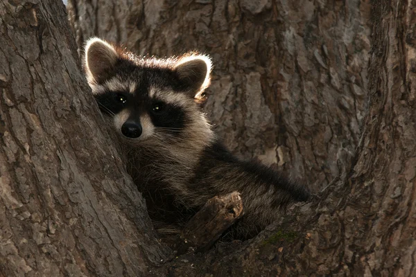 Raccoon In Tree — Stock Photo, Image
