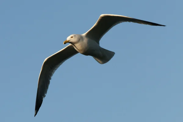 stock image Flying Seagull