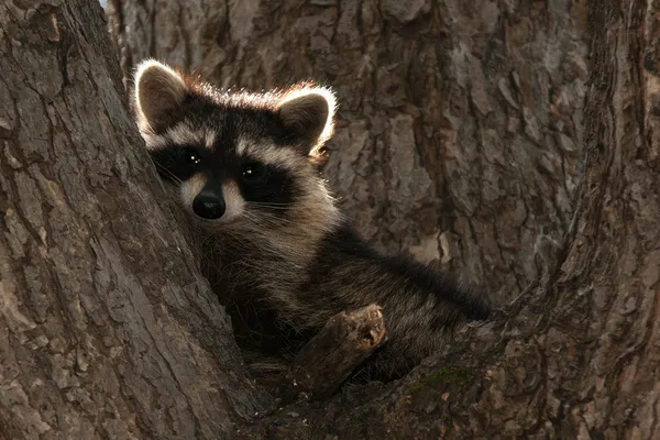 Raccoon In Tree Royalty Free Stock Photos