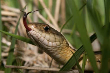 Snake Tongue clipart