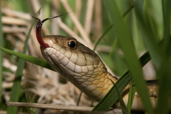 Hadí jazyk — Stock fotografie