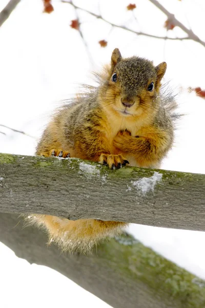 Braunes Eichhörnchen schaut vom Baum herab — Stockfoto