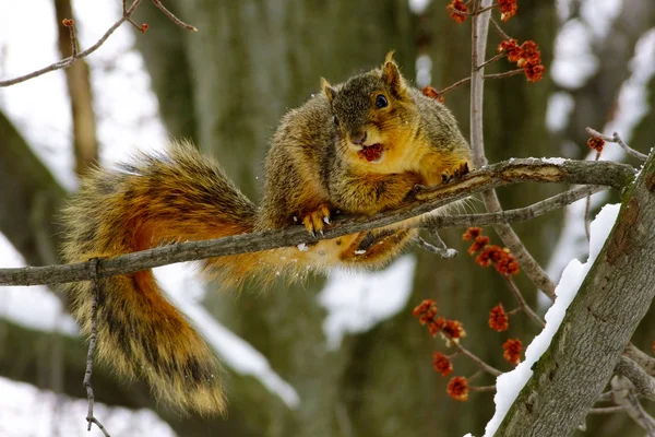 Esquilo marrom na árvore de cereja — Fotografia de Stock