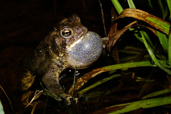 American Toad Chirping — Stock Photo, Image