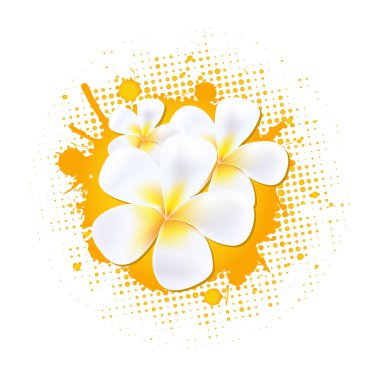 Flower Background With Frangipani clipart