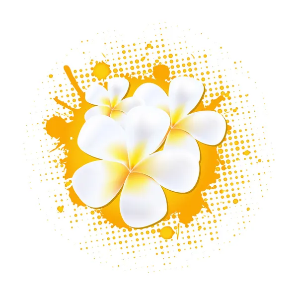 Flower Background With Frangipani — Stock Vector