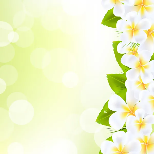 Frangipani fleurs avec feuille — Image vectorielle