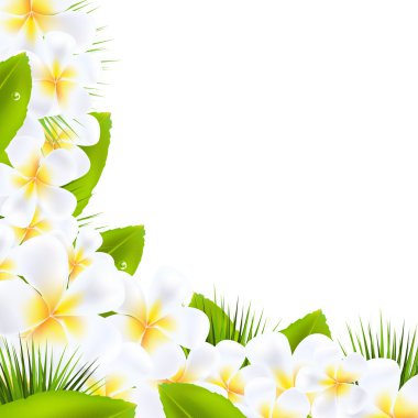 Frangipani Flowers Borders With Leaf clipart