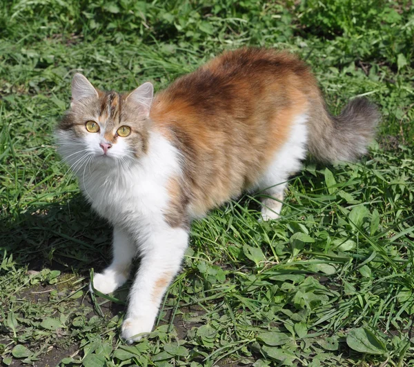 Brokiga katten i ett gräs — Stockfoto
