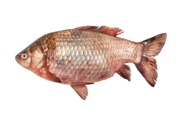 Ryby bidýlko — Stock fotografie