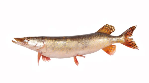 Fish a pike — Stock Photo, Image