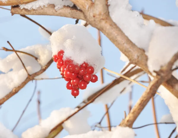 çilek bir kar altında bir guelder gül