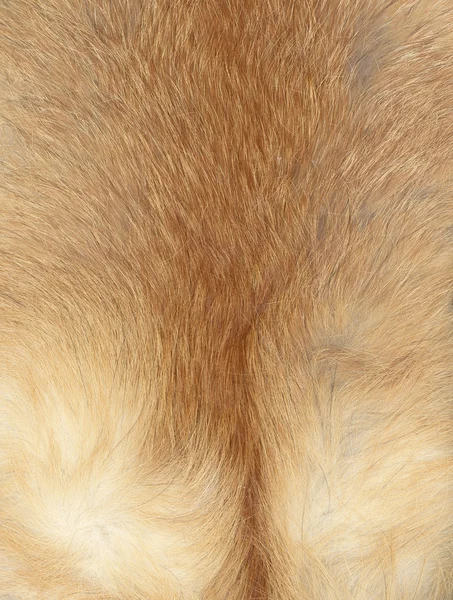 Piel de un zorro — Foto de Stock