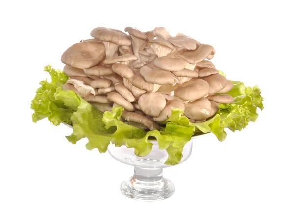 Paddestoelen in een vaas op bladeren van salade — Stockfoto