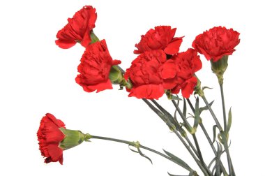 Bouquet of carnations clipart