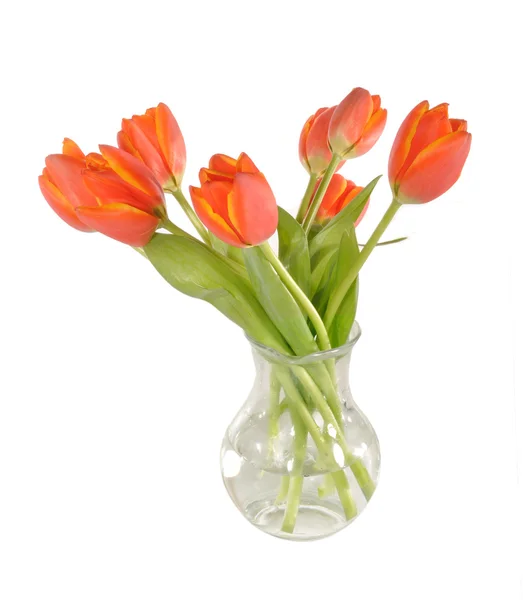 Tulipanes rojos en un jarrón —  Fotos de Stock