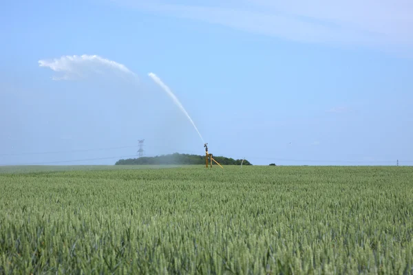 Vattning av vetefält i sommar — Stockfoto