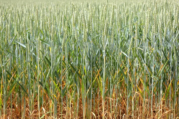 Зеленые поля пшеницы весной — стоковое фото