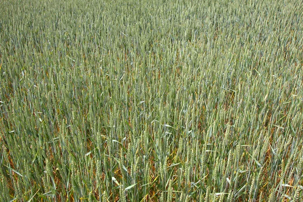 Grüne Weizenfelder im Frühling — Stockfoto