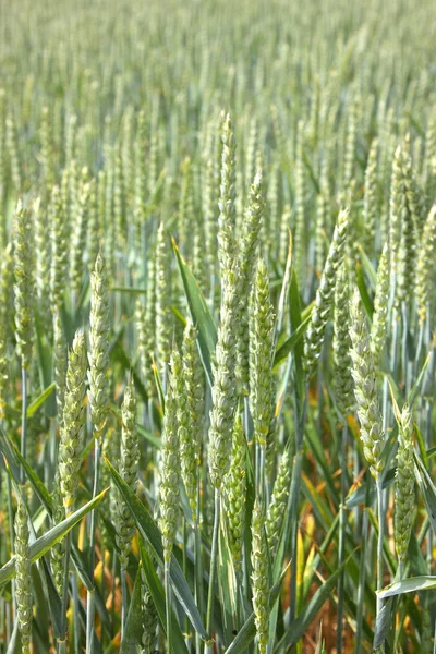 Grüne Weizenfelder im Frühling — Stockfoto