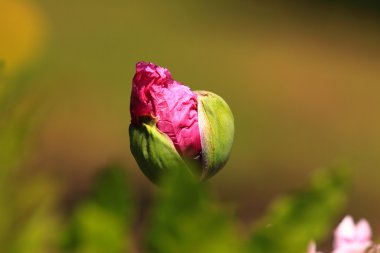 haşhaş Pembe çiçek tomurcuk closeup