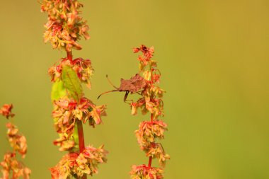 Bug, bedbug brown on the delicate flower in summer clipart