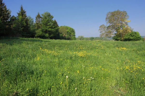 Rurale landschap in het voorjaar met een mooie blauwe hemel — Stockfoto