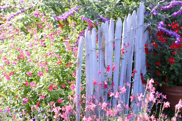 stock image Blue wooden barrier with multicolored flowers of spring