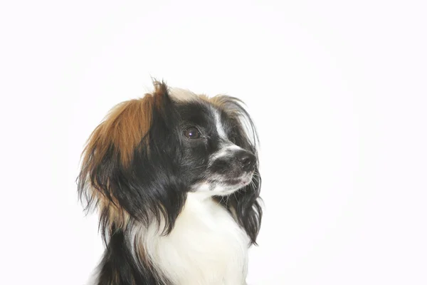Brodawka pies portret szczegół na białym tle — Zdjęcie stockowe