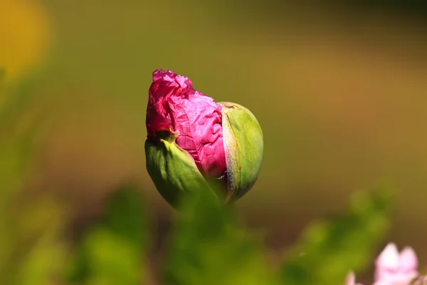 Primo piano di un bocciolo di fiore di papavero rosa — Foto Stock